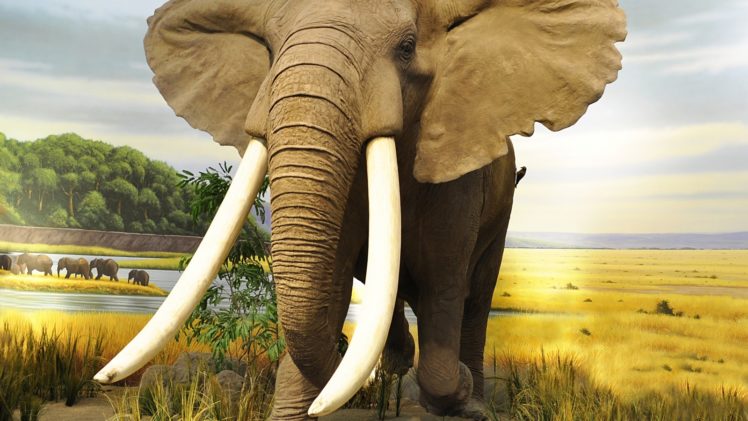 animals, Elephant, Nature, River HD Wallpaper Desktop Background