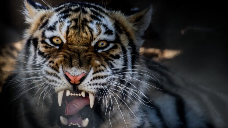 teeth, Hunter, Looking at viewer, Tiger, Animals, Yellow eyes, Closeup HD Wallpaper Desktop Background
