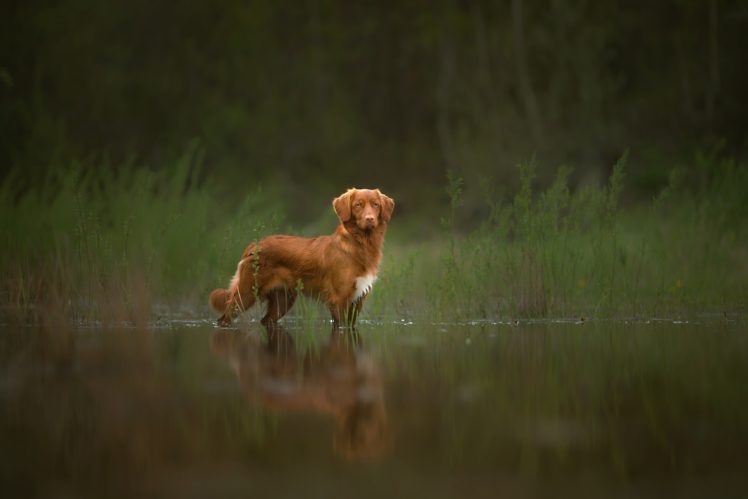 nature, Water, Dog, Animals, Depth of field HD Wallpaper Desktop Background