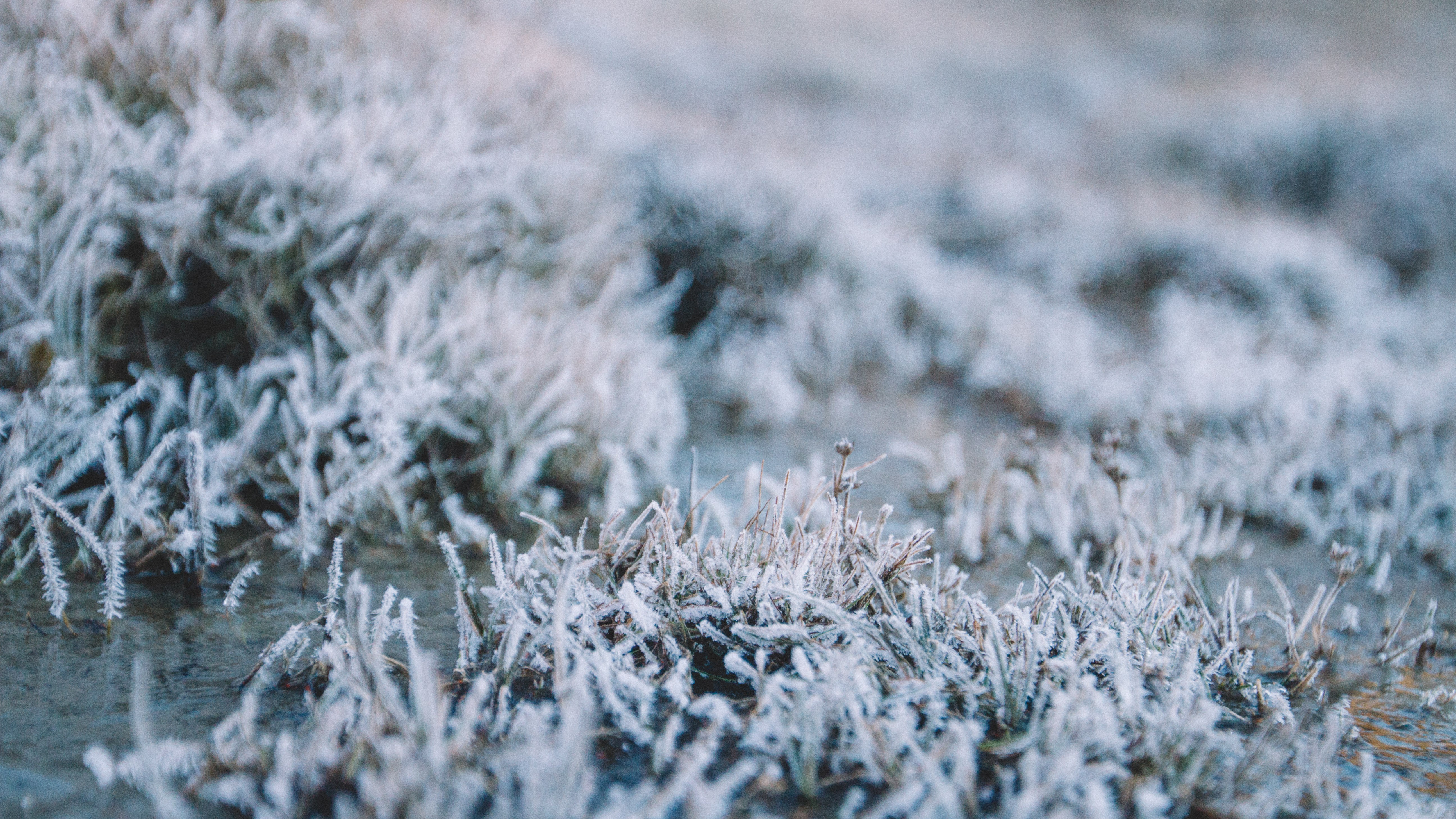 moss, Frost, Macro Wallpaper