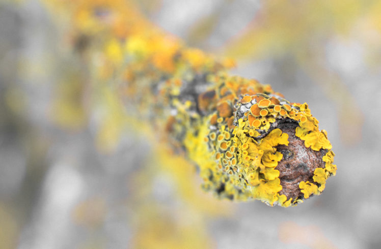nature, Macro, Lichen HD Wallpaper Desktop Background