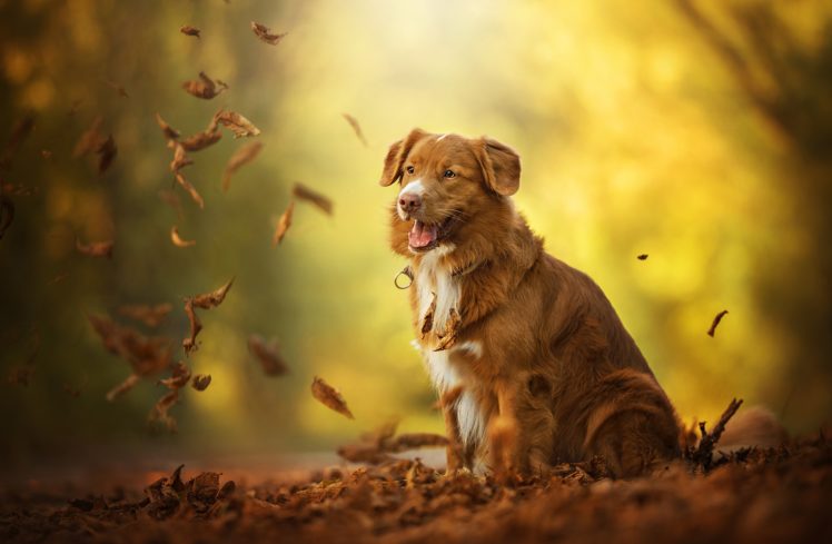nature, Animals, Dog HD Wallpaper Desktop Background