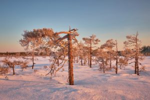 nature, Trees, Landscape, Snow, Winter