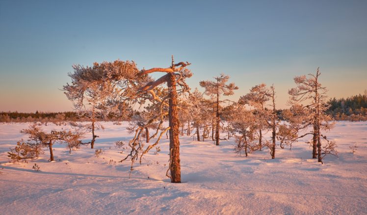 nature, Trees, Landscape, Snow, Winter HD Wallpaper Desktop Background
