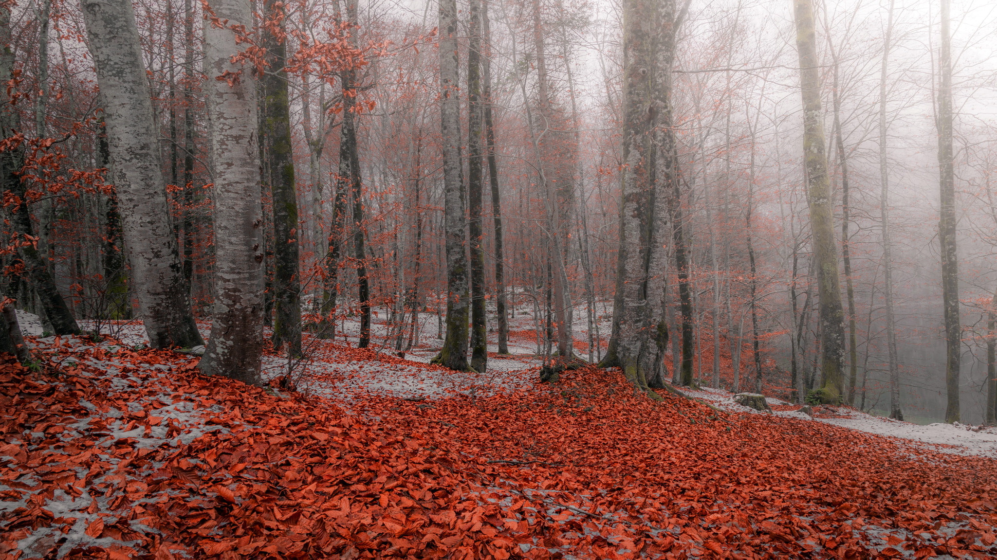 nature, Forest, Trees Wallpaper