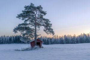 winter, Snow, Trees, Nature, Landscape