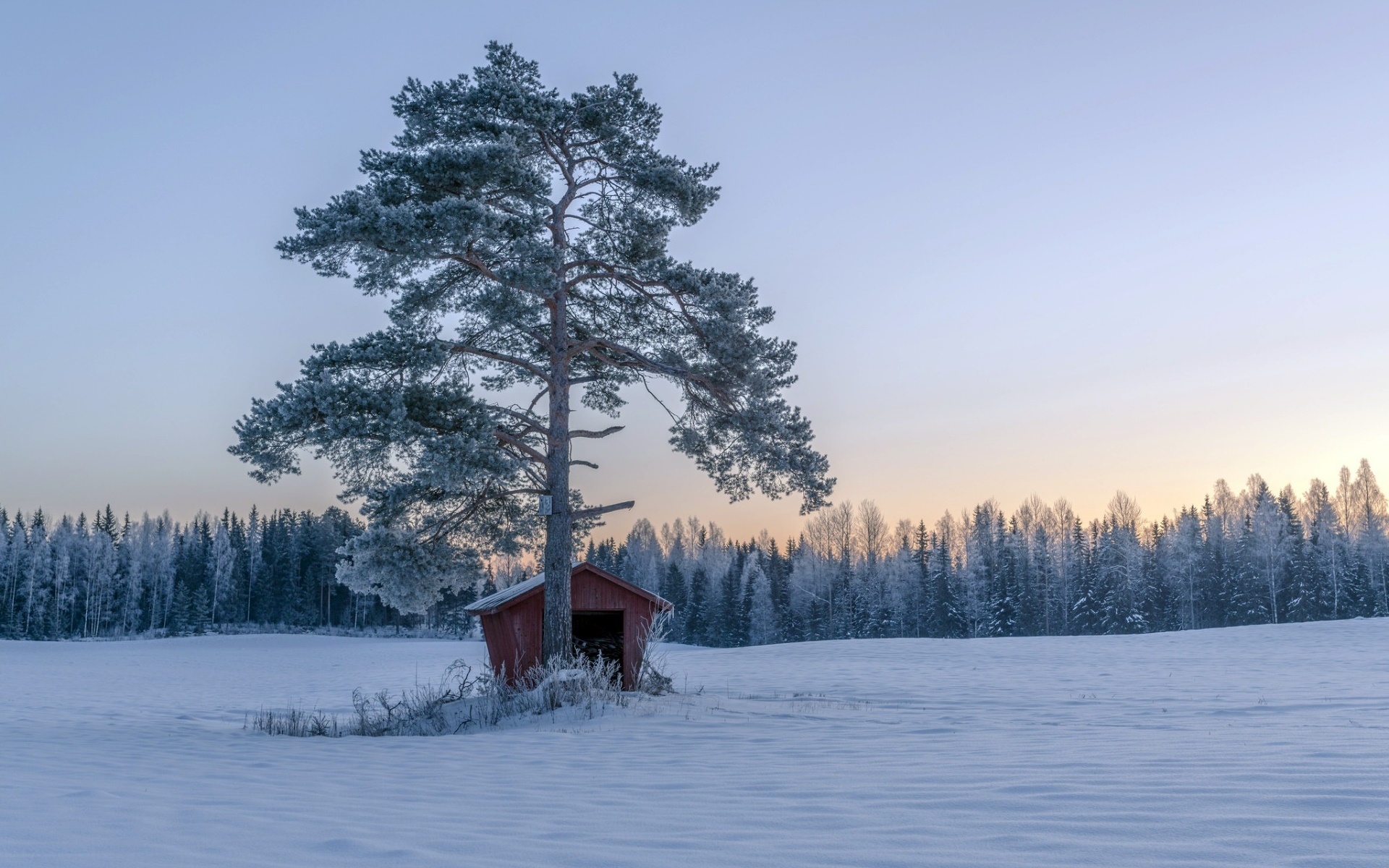 winter, Snow, Trees, Nature, Landscape Wallpaper