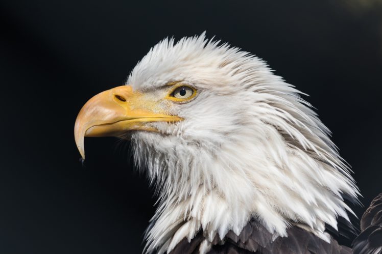 profile, Eagles, Birds, Animals HD Wallpaper Desktop Background