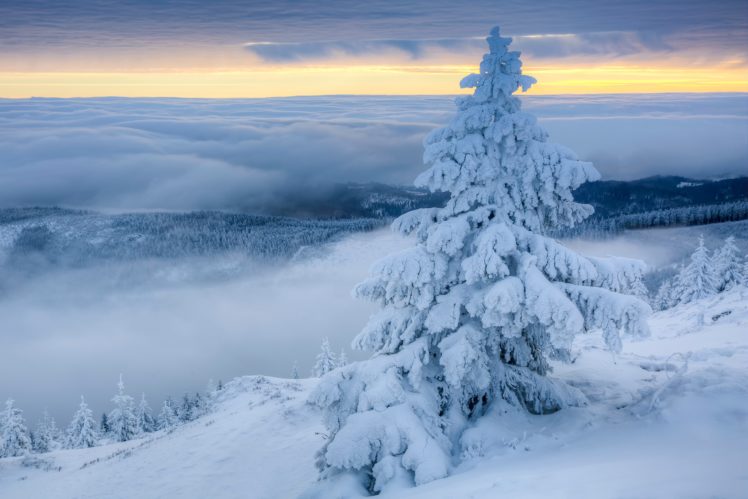 Poland, Winter, Snow, Landscape, Trees, Nature HD Wallpaper Desktop Background