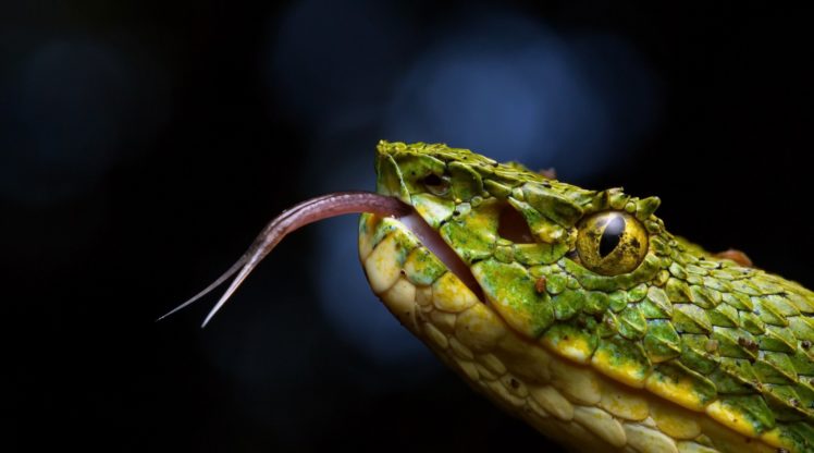 vipers, Snake, Animals HD Wallpaper Desktop Background