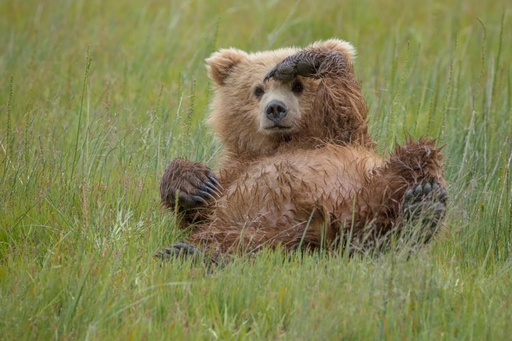 grass, Nature, Bears, Animals HD Wallpaper Desktop Background