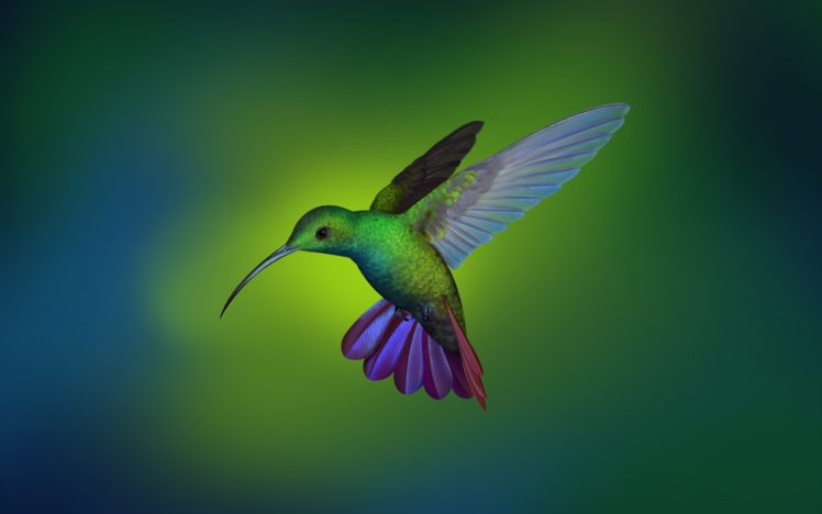 Shu Le, Hummingbird, Deepin, Linux, Manjaro HD Wallpaper Desktop Background