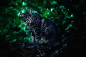 looking at viewer, Cat, Animals, Depth of field, Trees