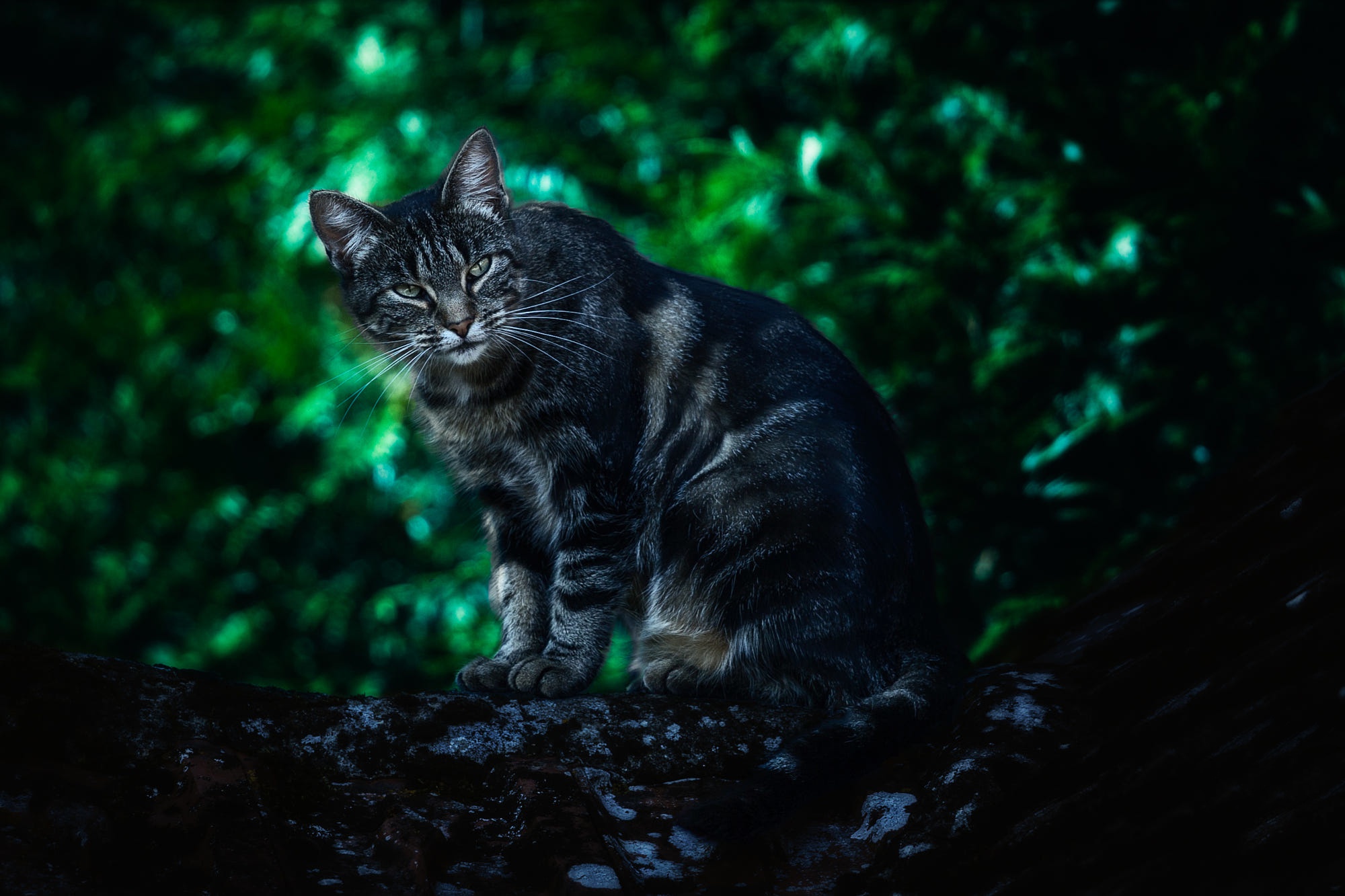 looking at viewer, Cat, Animals, Depth of field, Trees Wallpaper