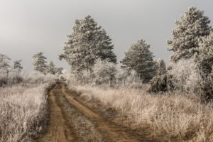 dirt road, Nature, Landscape, Trees, Infrared