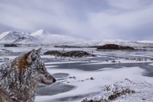 nature, Animals, Winter, Wolf, Snow, Landscape, Mountains, Frozen lake, Ice, Stones, Clouds