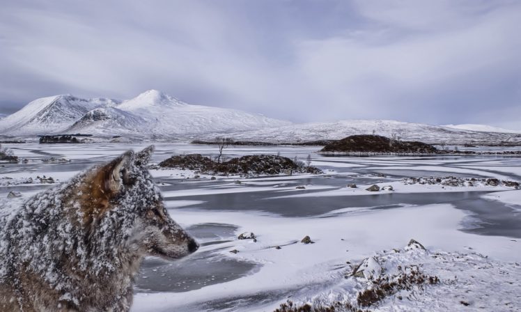 nature, Animals, Winter, Wolf, Snow, Landscape, Mountains, Frozen lake, Ice, Stones, Clouds HD Wallpaper Desktop Background