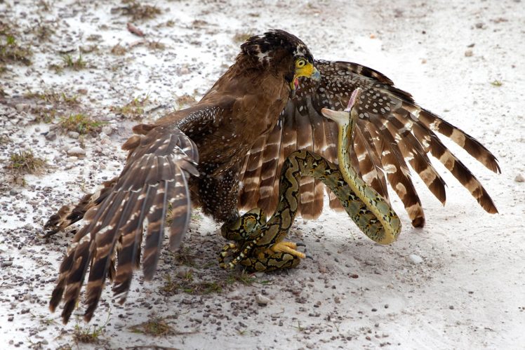nature, Animals, Winter, Birds, Snake, Falcons, Snow, Wings, Feathers, Fighting, Wildlife HD Wallpaper Desktop Background
