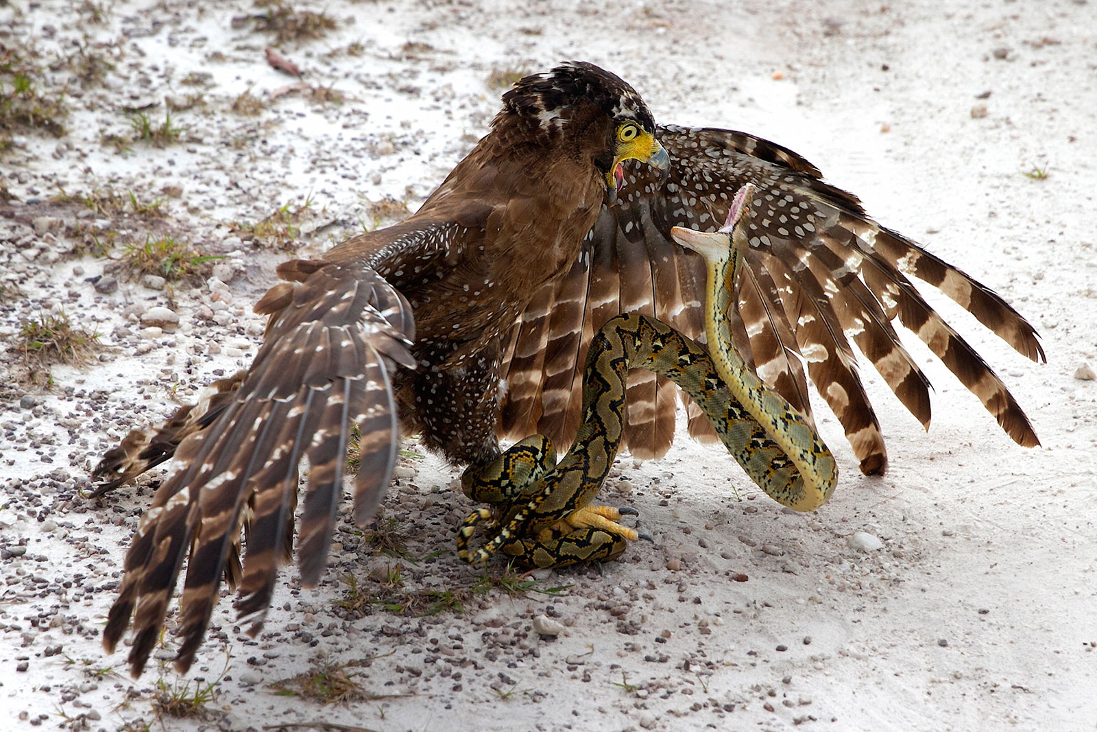 nature, Animals, Winter, Birds, Snake, Falcons, Snow, Wings, Feathers, Fighting, Wildlife Wallpaper