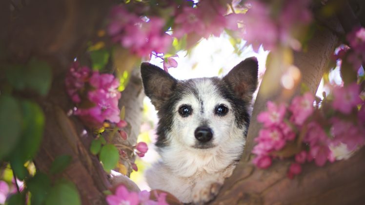looking at viewer, Dog, Petals, Animals HD Wallpaper Desktop Background