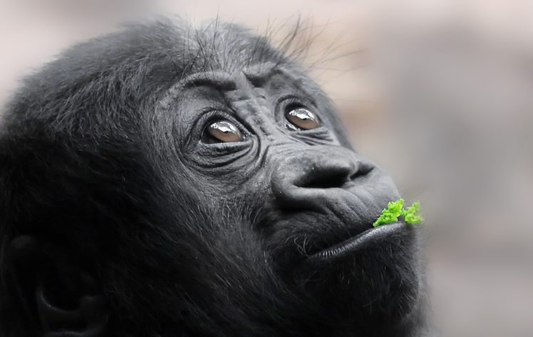 looking up, Face, Animals, Apes HD Wallpaper Desktop Background
