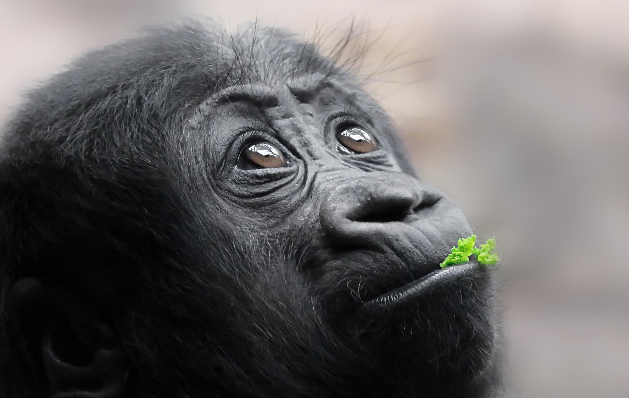 looking up, Face, Animals, Apes Wallpaper