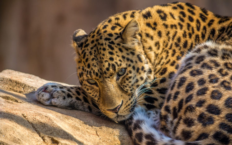 leopard, Zoo, Animals HD Wallpaper Desktop Background