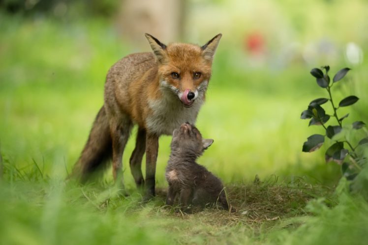 baby animals, Fox, Animals HD Wallpaper Desktop Background