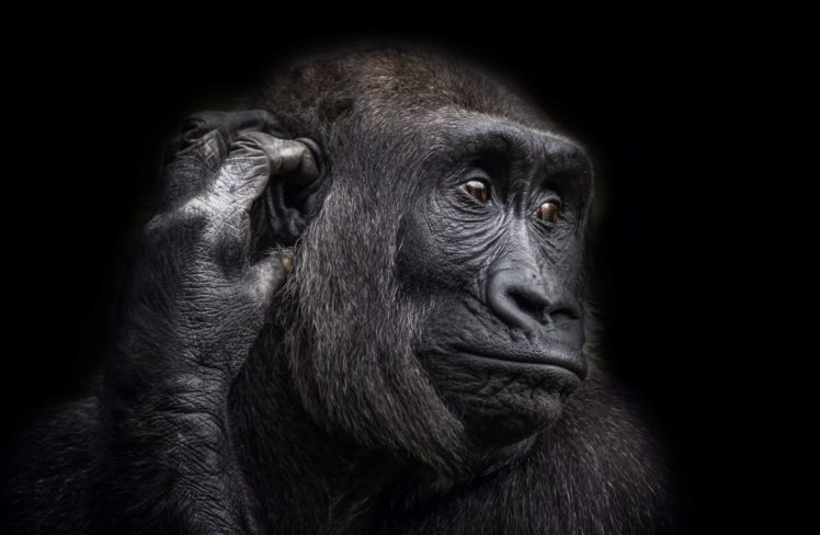 animals, Apes HD Wallpaper Desktop Background