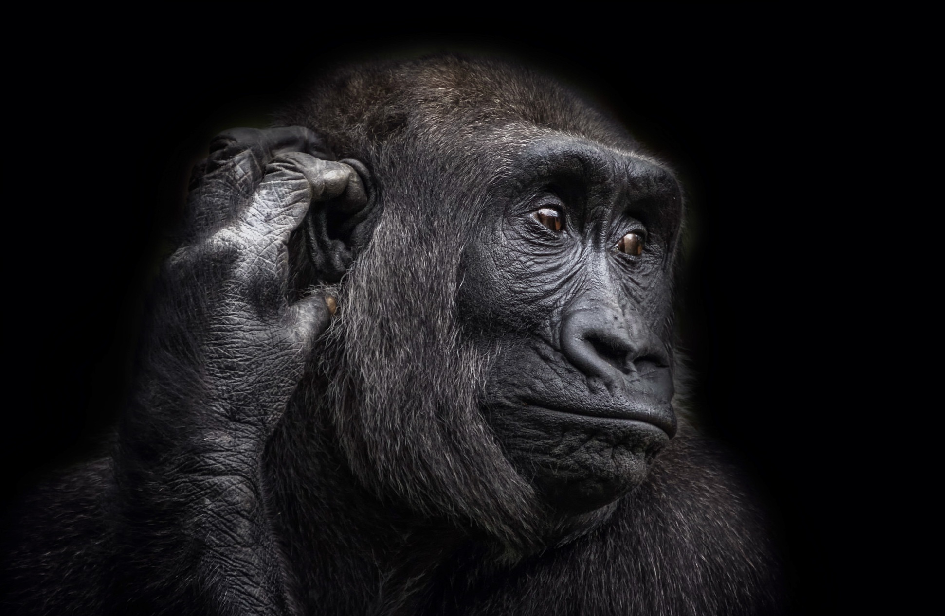animals, Apes Wallpaper