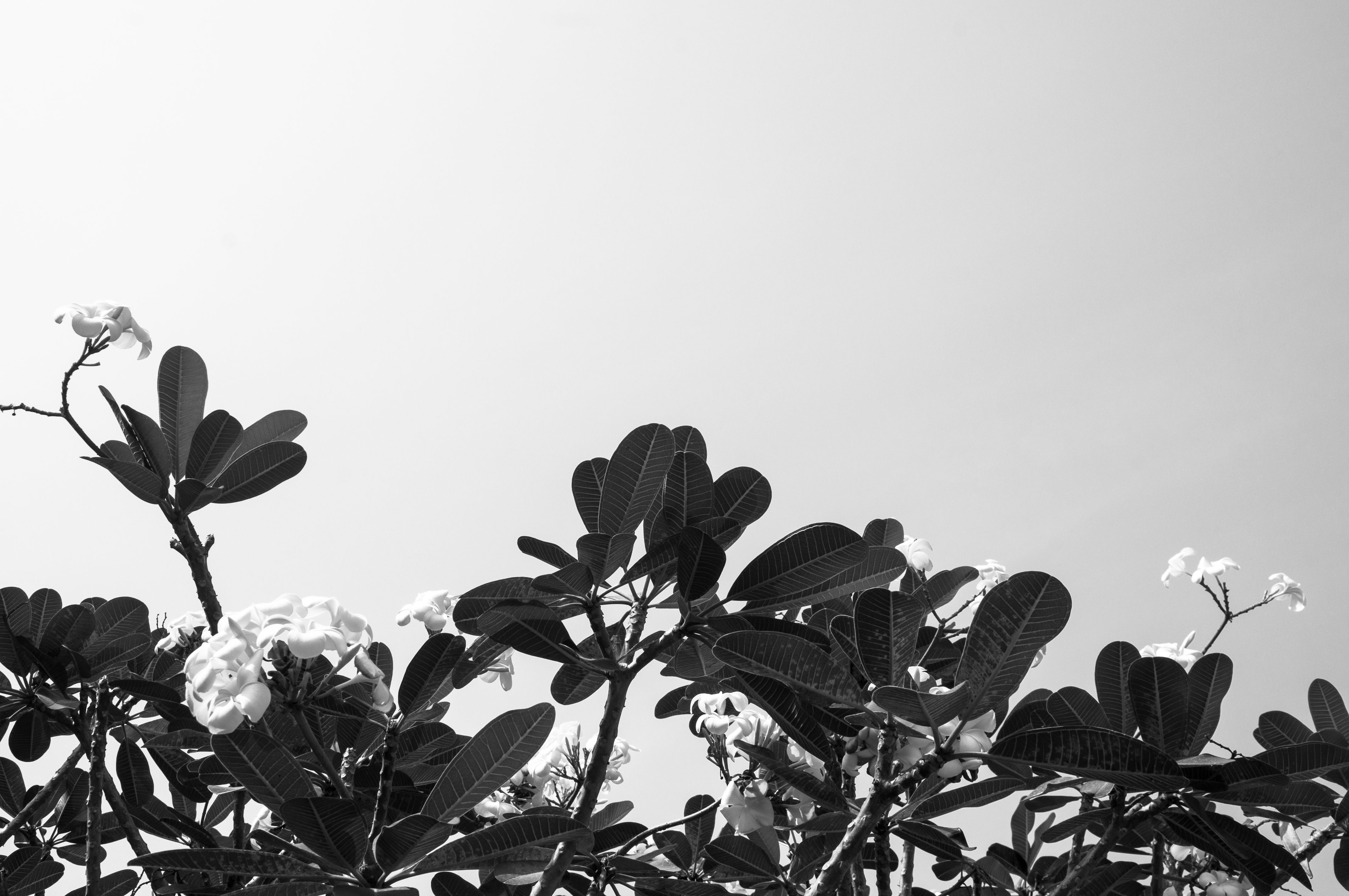 monochrome, White flowers Wallpapers HD / Desktop and Mobile Backgrounds