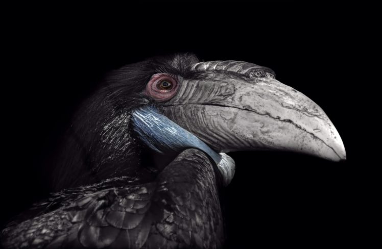 animals, Birds HD Wallpaper Desktop Background