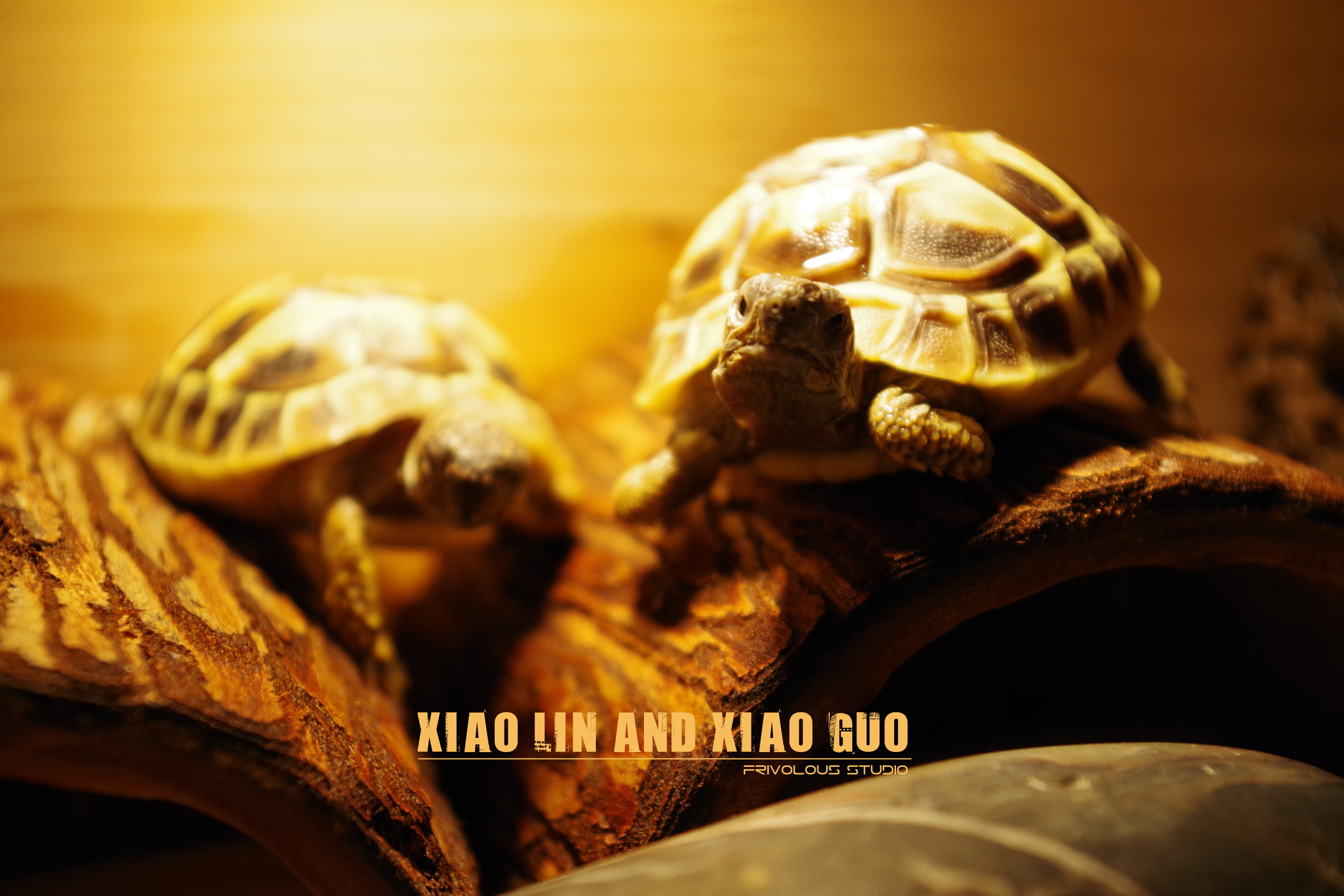 Frivolous studio, Turtle Wallpaper