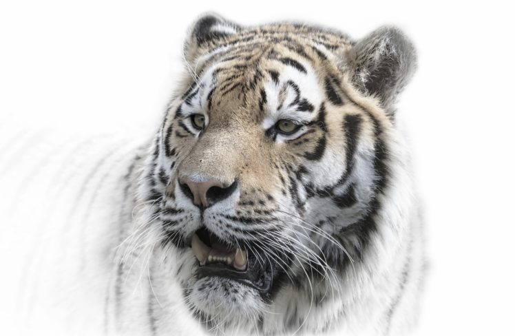 big cats, Animals, Tiger HD Wallpaper Desktop Background