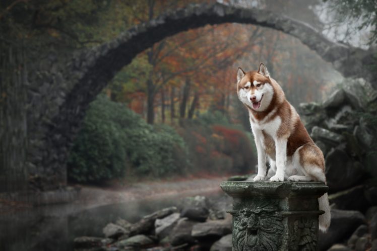 animals, Dog, Bridge, Nature HD Wallpaper Desktop Background