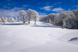 snow, Winter, Clear sky, Trees