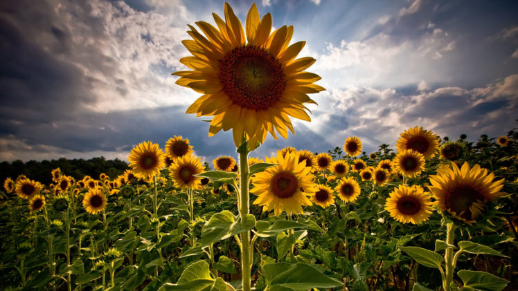 sunflowers, HDR, Clouds, Closeup, Depth of field HD Wallpaper Desktop Background