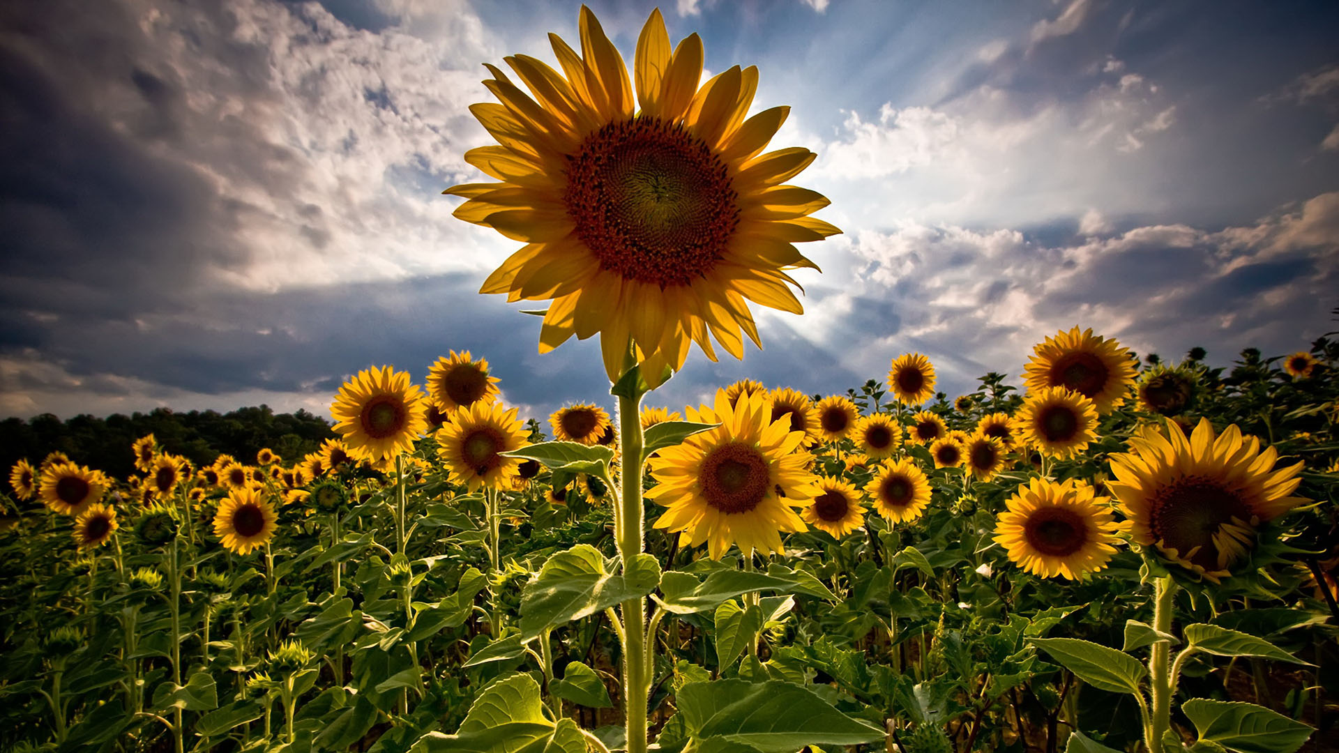 sunflowers, HDR, Clouds, Closeup, Depth of field Wallpaper