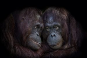 apes, Animals, Orangutans