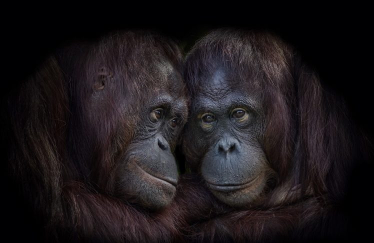 apes, Animals, Orangutans HD Wallpaper Desktop Background