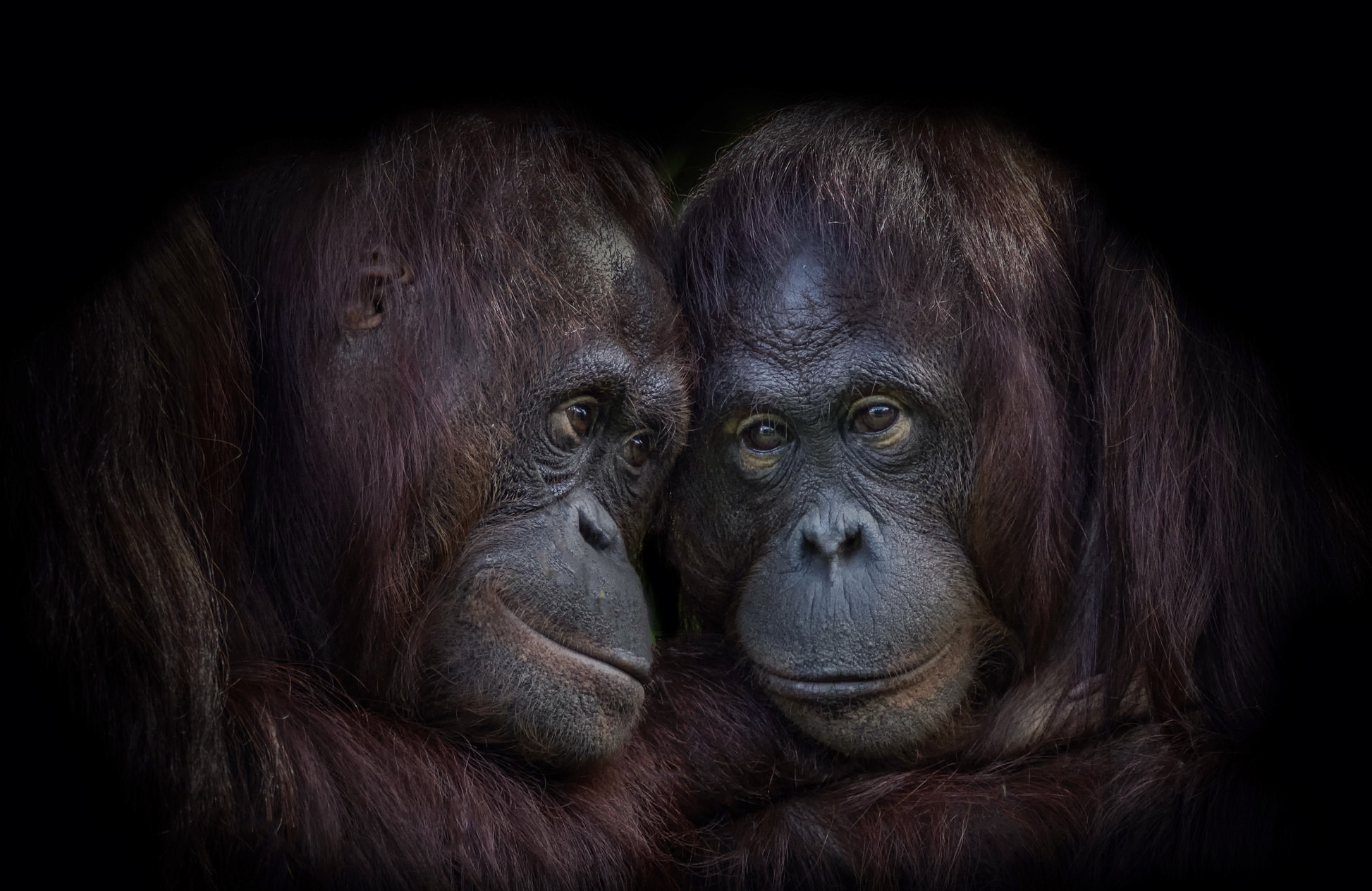 apes, Animals, Orangutans Wallpaper