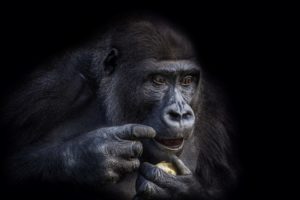 animals, Apes