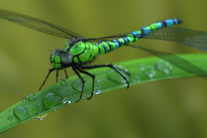 animals, Dragonflies, Macro, Water drops