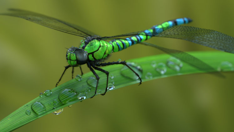 animals, Dragonflies, Macro, Water drops HD Wallpaper Desktop Background