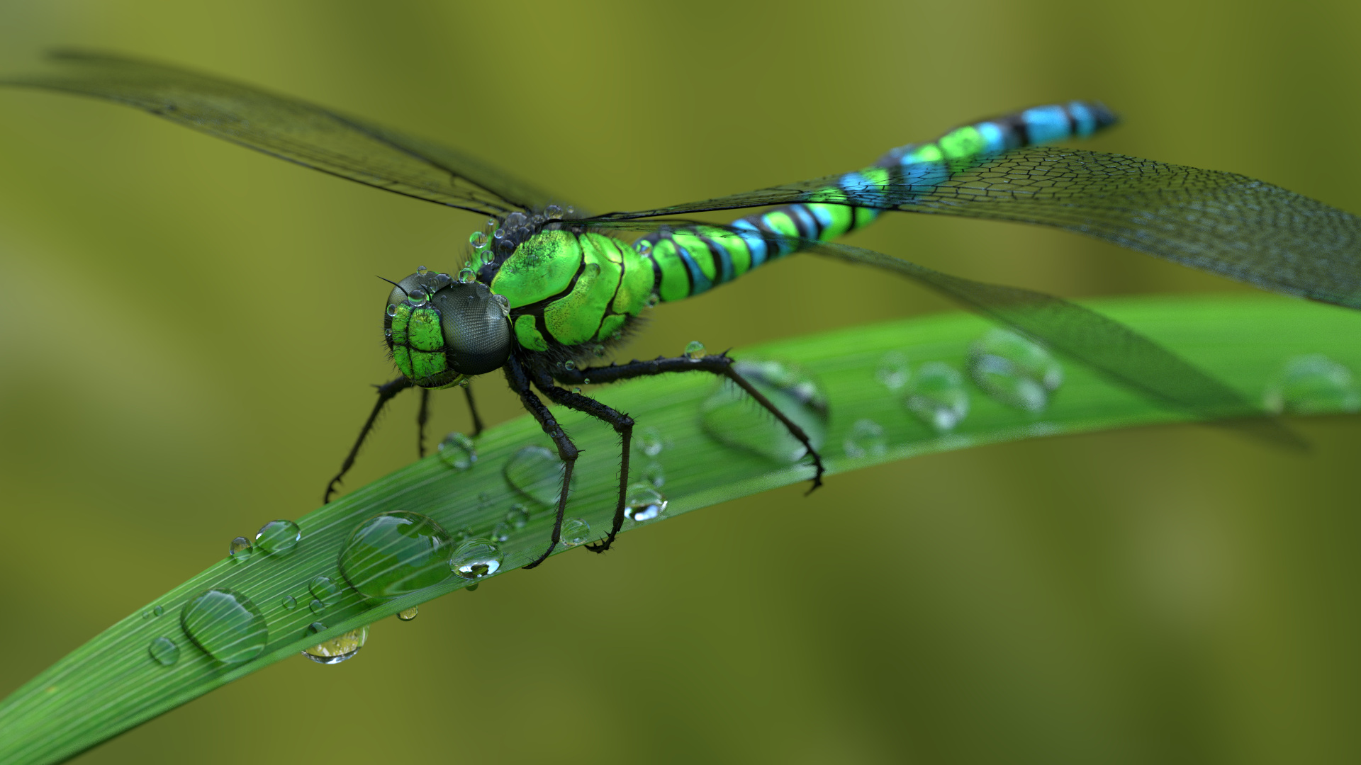 animals, Dragonflies, Macro, Water drops Wallpaper