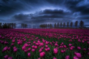 tulips, Flowers, Clouds, Nature