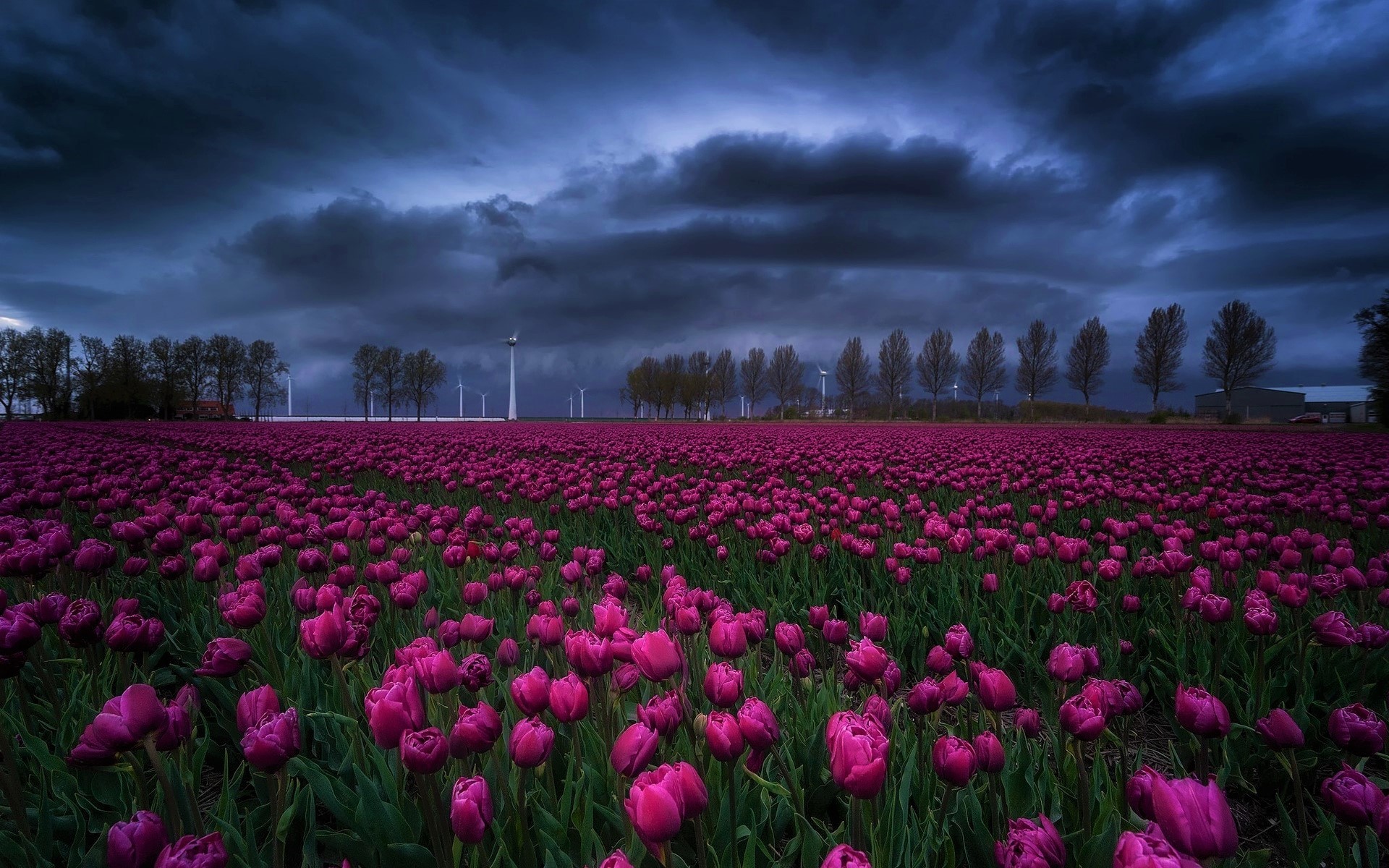tulips, Flowers, Clouds, Nature Wallpaper