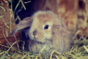 rabbits, Pet, Closeup