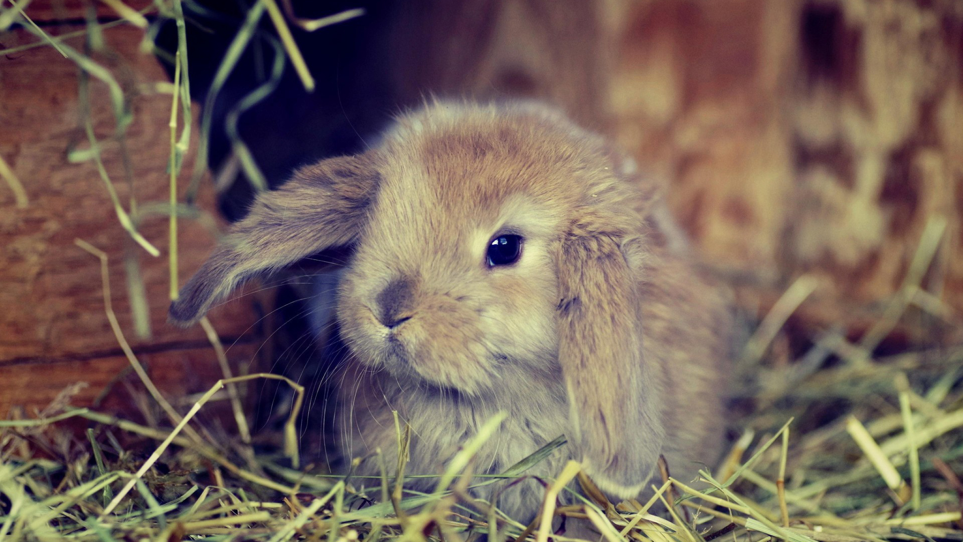 rabbits, Pet, Closeup Wallpaper