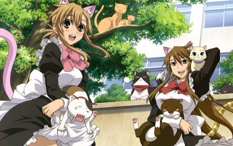 Nyan Koi, Anime girls, Anime HD Wallpaper Desktop Background